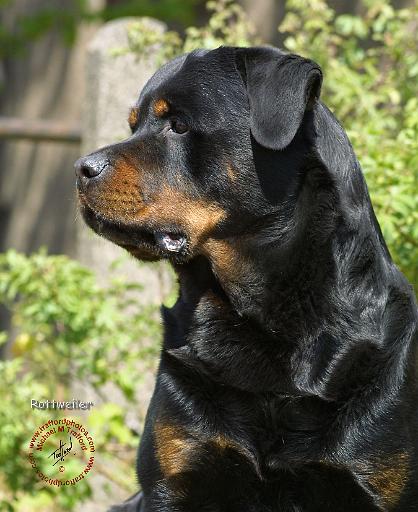 Rottweiler 9R047D-039.JPG